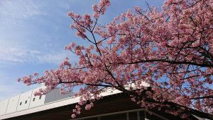 千葉商科大学大学院 客員教授になりました
